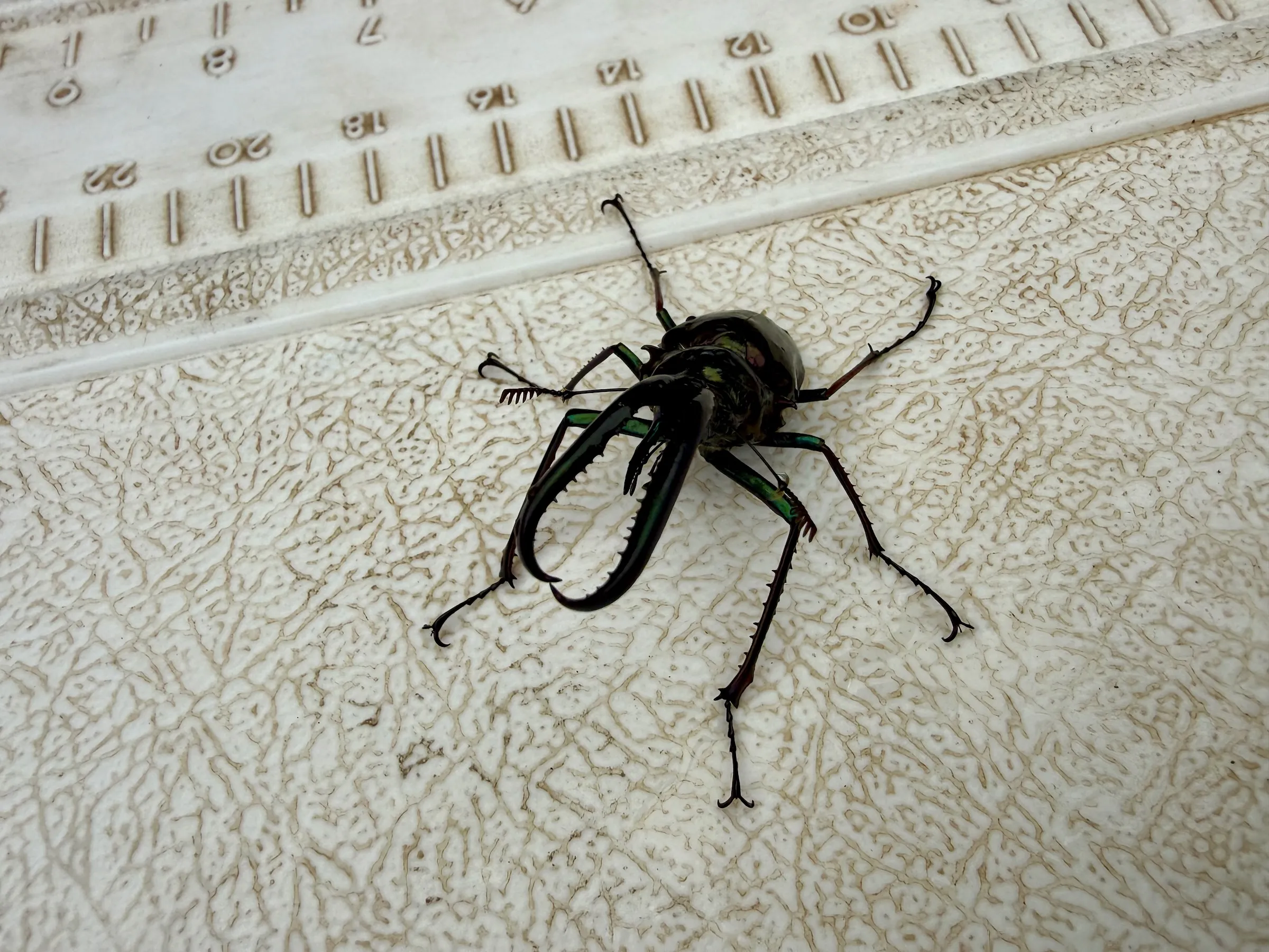 Cantaria beetle