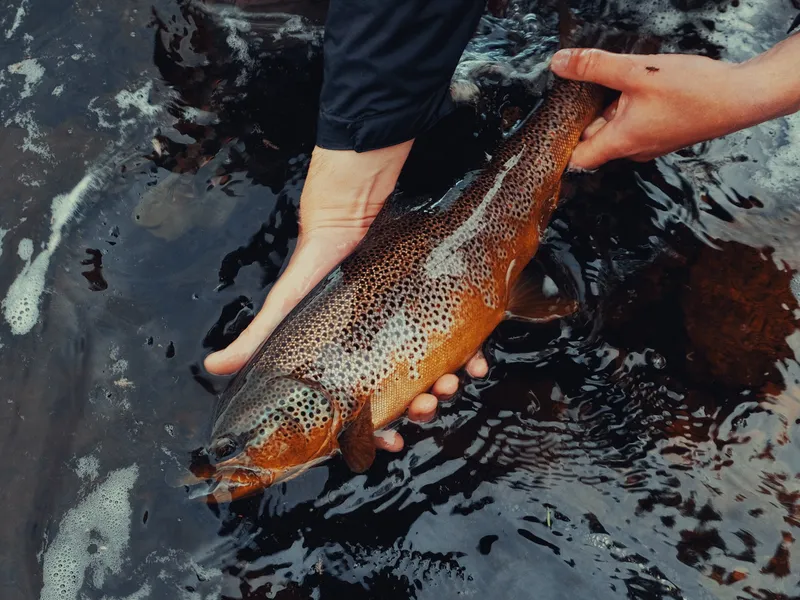 Wild brown trout caught while fishing in Finnmark, Norway