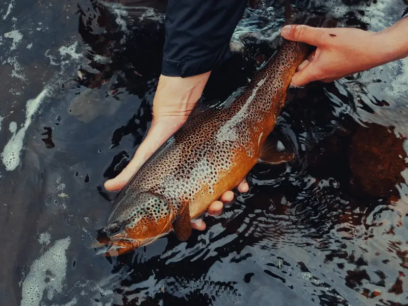 Wild brown trout caught while fishing in Finnmark, Norway