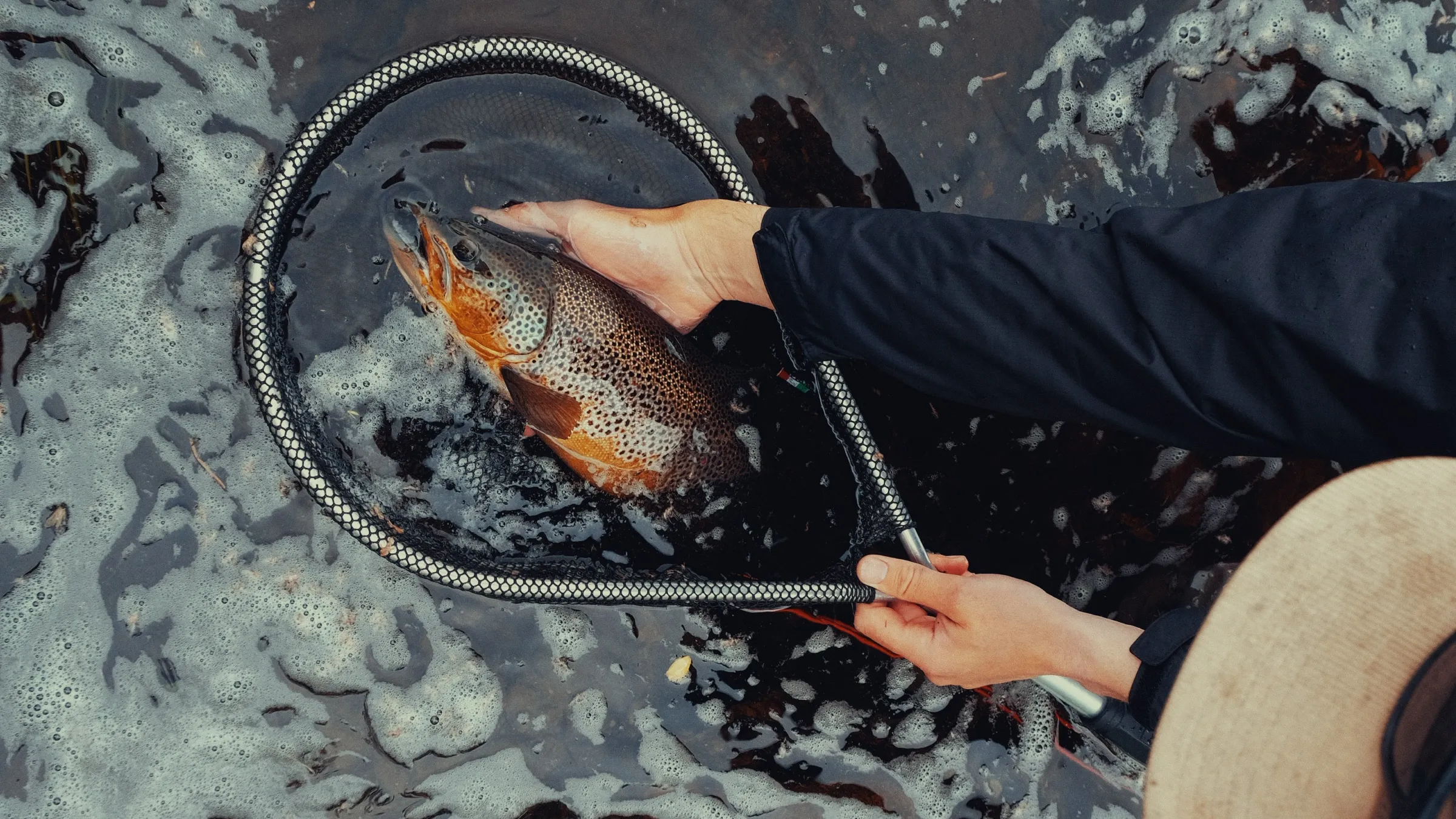 A wild brown trout cradled in the net before release, Finnmark