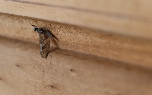 Mayfly on cabin wall