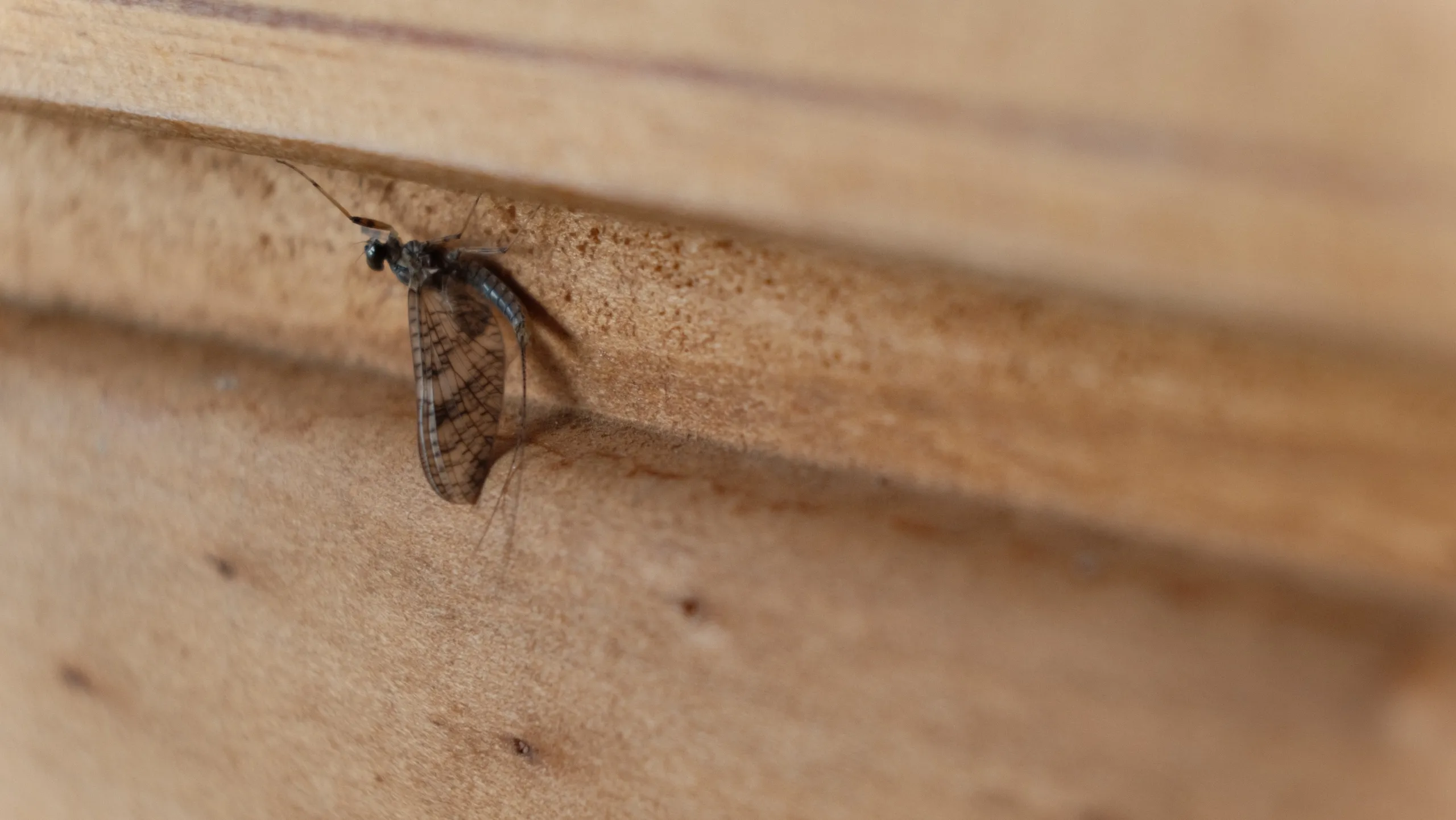 Mayfly on cabin wall